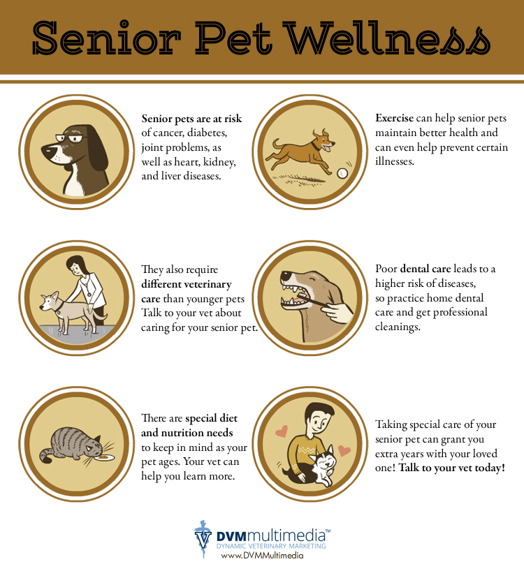 Senior Pet Wellness | Animal Health Centre of Melville
